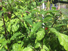 Load image into Gallery viewer, Bhut Jolokia Purple/Red "Purple Ghost" (Pepper Seeds)