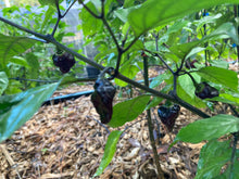 Load image into Gallery viewer, PJ Molten Mini (Pepper Seeds)