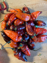 Load image into Gallery viewer, PJ Molten Ice (Pepper Seeds)
