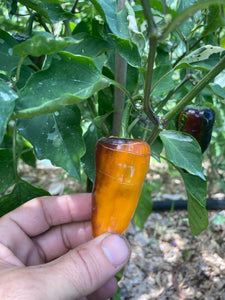 Nibiru (VSRP Poblano) (Pepper Seeds)