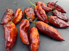 Load image into Gallery viewer, Serenade Horizon (Pepper Seeds)