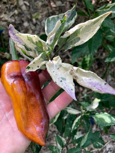 Tartarus (VSRP Poblano) (Pepper Seeds)