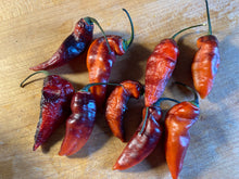 Load image into Gallery viewer, PJ Red OG (Pepper Seeds)