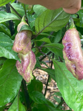 Load image into Gallery viewer, PJ Redlight (Pepper Seeds) (Pimenta Jolokia)