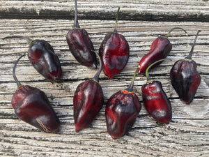 M.A.M.P. Black (Pepper Seeds) and