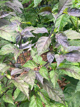 Load image into Gallery viewer, PJ Redlight (Pepper Seeds) (Pimenta Jolokia)