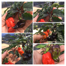 Load image into Gallery viewer, Primo Noir (Blushed) (Pepper Seeds)