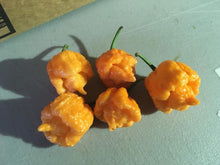 Load image into Gallery viewer, “Orange Creamo” (BOC X Primo Orange)(Pepper Seeds)