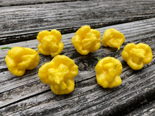 Load image into Gallery viewer, “Creamo” BOC X Primo (Cream) Pepper Seeds