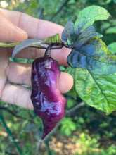 Load image into Gallery viewer, PJ Peach’z & Cream’z Mix (Pepper Seeds)
