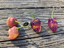 Load image into Gallery viewer, Roxa Lantern (T-E Mix)(Pepper Seeds)