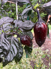 Load image into Gallery viewer, Naraka (VSRP Poblano) (Pepper Seeds)