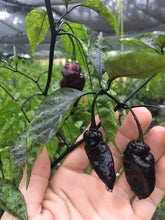 Load image into Gallery viewer, PJ Peach’z & Cream’z Mix (Pepper Seeds)