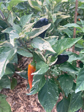 Load image into Gallery viewer, Fusang (VSRP Poblano) (Pepper Seeds)