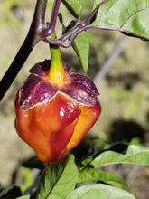 Load image into Gallery viewer, Purplegum Orange Blushed (Pepper Seeds)