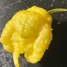 Load image into Gallery viewer, “Creamo” BOC X Primo (Cream) Pepper Seeds