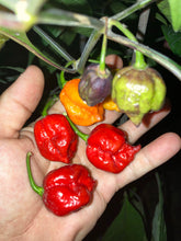 Load image into Gallery viewer, Purple Reaper (Pepper Seeds)