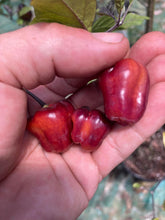 Load image into Gallery viewer, Roxa Lantern (T-E Mix)(Pepper Seeds)