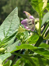 Load image into Gallery viewer, Agartha (VSRP Poblano) (Pepper Seeds)