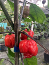 Load image into Gallery viewer, Purple Reaper (Pepper Seeds)
