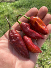 Load image into Gallery viewer, Serenade Horizon (Pepper Seeds)
