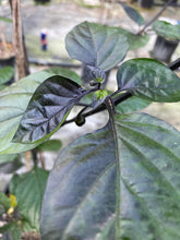 Load image into Gallery viewer, PJ Solid Black (Pepper Seeds)