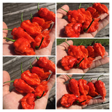 Load image into Gallery viewer, Primo Noir (Stinger Select) (Pepper Seeds)
