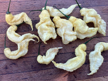 Load image into Gallery viewer, White Ghost Scorpion (Jays/T-E) (Pepper Seeds)