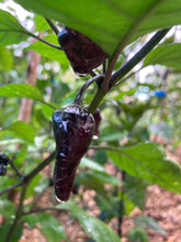 Load image into Gallery viewer, PJ Molten Mini (Pepper Seeds)