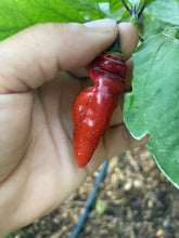 Load image into Gallery viewer, PJ Red OG (Pepper Seeds)