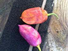 Load image into Gallery viewer, Taj Mahal Pink Minion (Pepper Seeds)