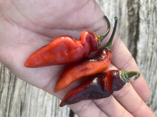 Load image into Gallery viewer, PJ Red OG (Pepper Seeds)