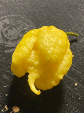 Load image into Gallery viewer, “Creamo” BOC X Primo (Cream) Pepper Seeds