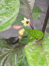 Load image into Gallery viewer, Primo Noir (Blushed) (Pepper Seeds)
