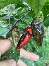 Load image into Gallery viewer, PJ Red OG (Pepper Seeds)