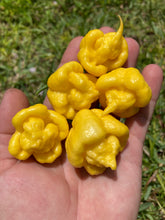 Load image into Gallery viewer, “Creamo” BOC X Primo (Cream) Pepper Seeds