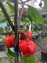 Load image into Gallery viewer, Purple Reaper (Pepper Seeds)