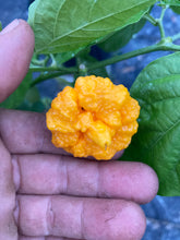 Load image into Gallery viewer, Scotch Brains (Pepper Seeds)