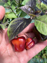 Load image into Gallery viewer, Roxa Lantern (T-E Mix)(Pepper Seeds)