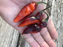 Load image into Gallery viewer, PJ Red OG (Pepper Seeds)