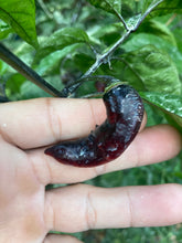 Load image into Gallery viewer, PJ Red OG (Pepper Seeds)