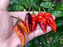 Load image into Gallery viewer, PJ Red OG (Pepper Seeds)