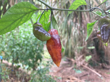 Load image into Gallery viewer, PJ Red OG (Pepper Seeds)