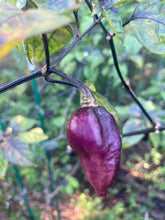 Load image into Gallery viewer, PJ Peach’z & Cream’z Mix (Pepper Seeds)