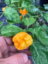 Load image into Gallery viewer, Scotch Brains (Pepper Seeds)