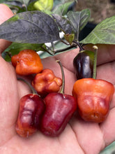 Load image into Gallery viewer, Roxa Lantern (T-E Mix)(Pepper Seeds)