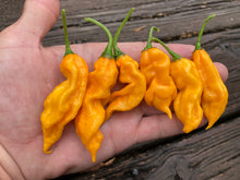 Load image into Gallery viewer, Ghost Scorpion Yellow (T-E) (Pepper Seeds)