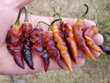Load image into Gallery viewer, PJ Long Ice (Pepper Seeds)