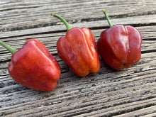 Load image into Gallery viewer, Roxa Lantern (T-E Mix)(Pepper Seeds)