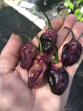 Load image into Gallery viewer, PJ Peach’z & Cream’z Mix (Pepper Seeds)